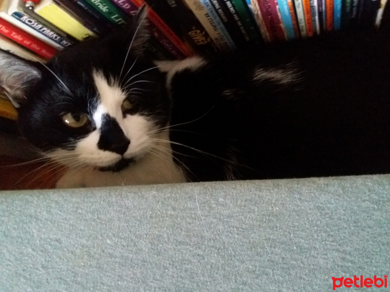 Tuxedo (Smokin) Kedi, Kedi  Binti fotoğrafı