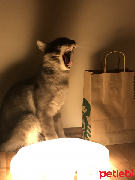 Norwegian Forest, Kedi  Dobby fotoğrafı