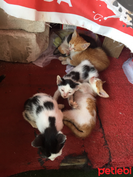 Tekir Kedi, Kedi  İsimsiz fotoğrafı