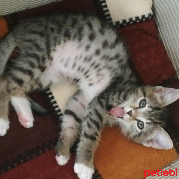 Tekir Kedi, Kedi  Elvis fotoğrafı
