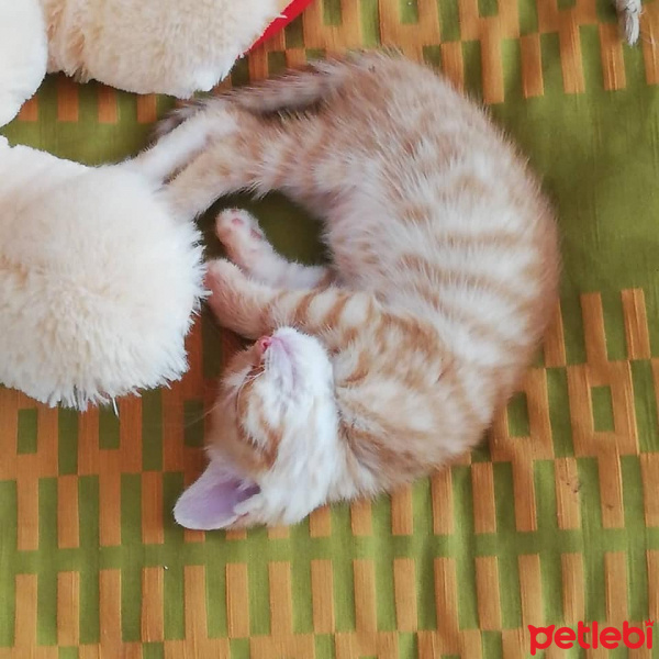 Sarman, Kedi  Turunç fotoğrafı