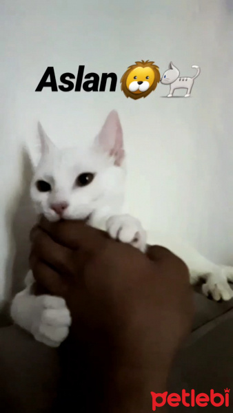Tekir Kedi, Kedi  Pamuk fotoğrafı