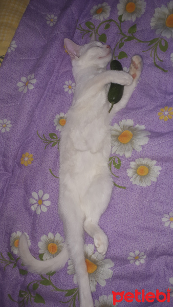 Tekir Kedi, Kedi  Pamuk fotoğrafı