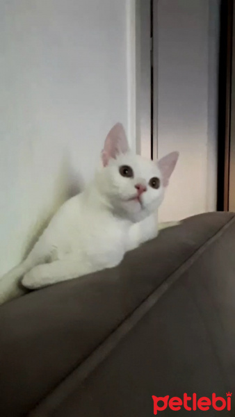 Tekir Kedi, Kedi  Pamuk fotoğrafı