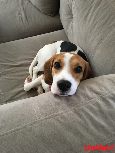 Beagle, Köpek  Mitzy fotoğrafı