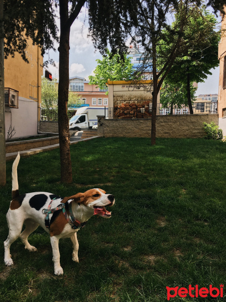 Beagle, Köpek  Mitzy fotoğrafı