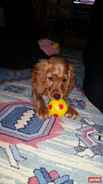 Amerikan Cocker Spaniel, Köpek  Kraker fotoğrafı