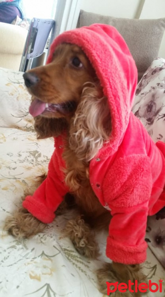 Amerikan Cocker Spaniel, Köpek  Kraker fotoğrafı
