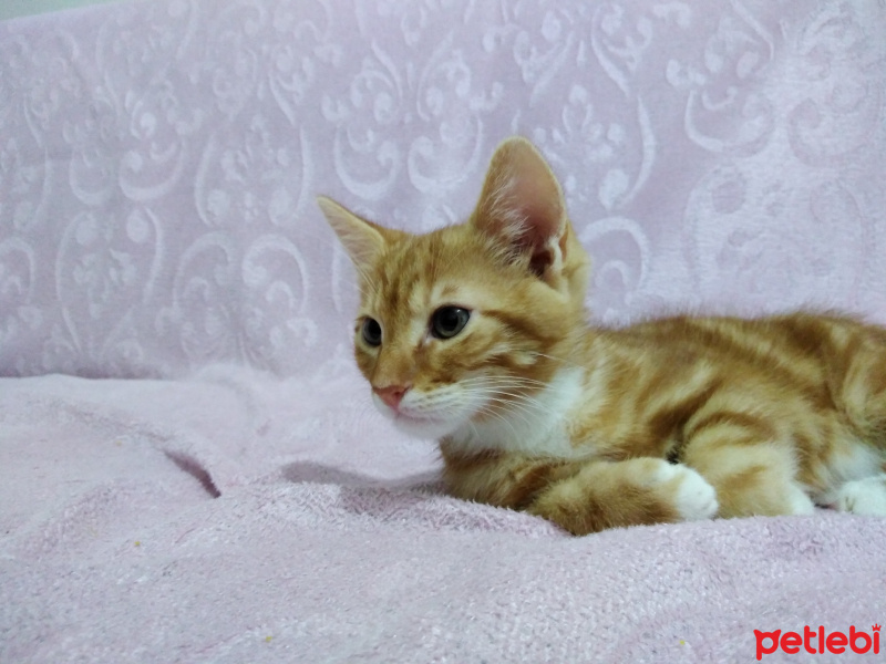 Tekir Kedi, Kedi  Mars fotoğrafı