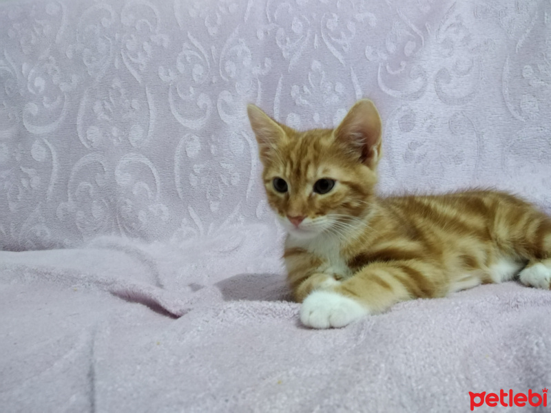 Tekir Kedi, Kedi  Mars fotoğrafı