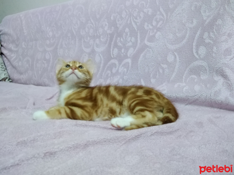 Tekir Kedi, Kedi  Mars fotoğrafı