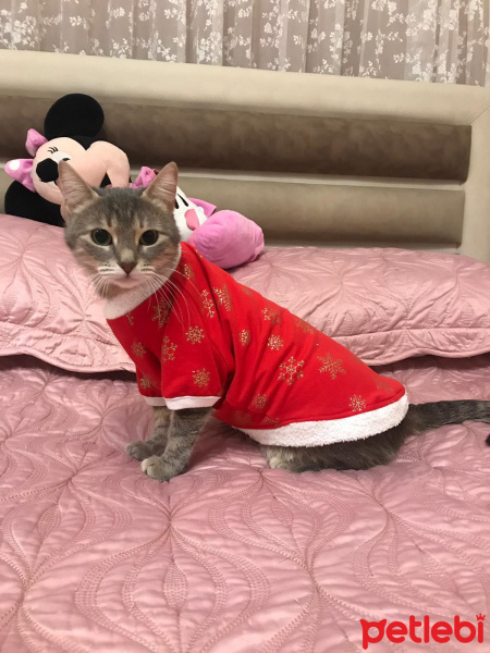 Tekir Kedi, Kedi  Luna fotoğrafı