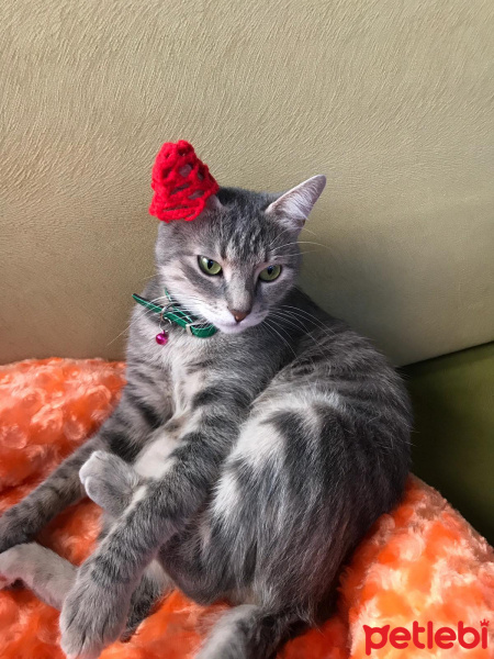 Tekir Kedi, Kedi  Luna fotoğrafı