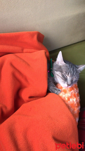 Tekir Kedi, Kedi  Luna fotoğrafı