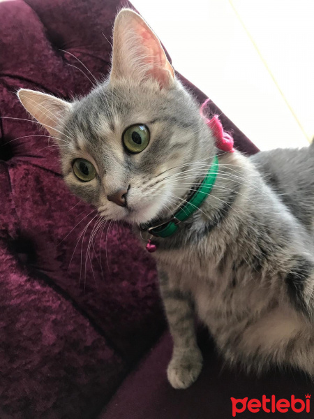 Tekir Kedi, Kedi  Luna fotoğrafı