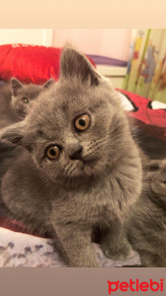 British Shorthair, Kedi  British shorthair fotoğrafı