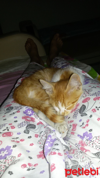 Tekir Kedi, Kedi  Tarçın fotoğrafı