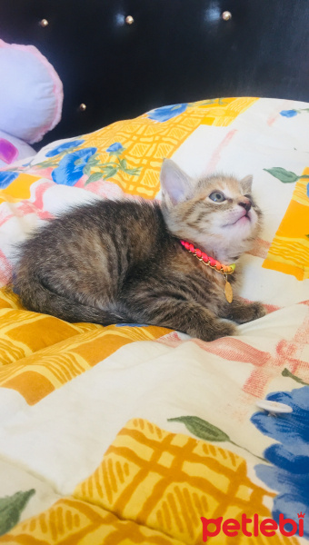 Tekir Kedi, Kedi  Mia fotoğrafı