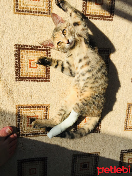 Tekir Kedi, Kedi  Mia fotoğrafı