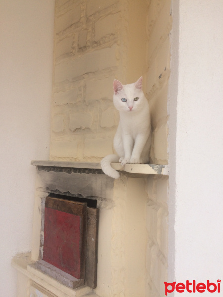 Ankara Kedisi, Kedi  Sütlaç fotoğrafı