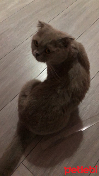 Scottish Fold, Kedi  Eva fotoğrafı