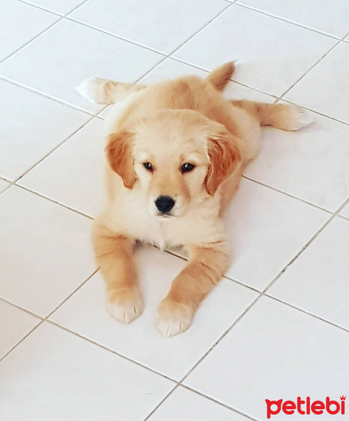 Golden Retriever, Köpek  Bella fotoğrafı