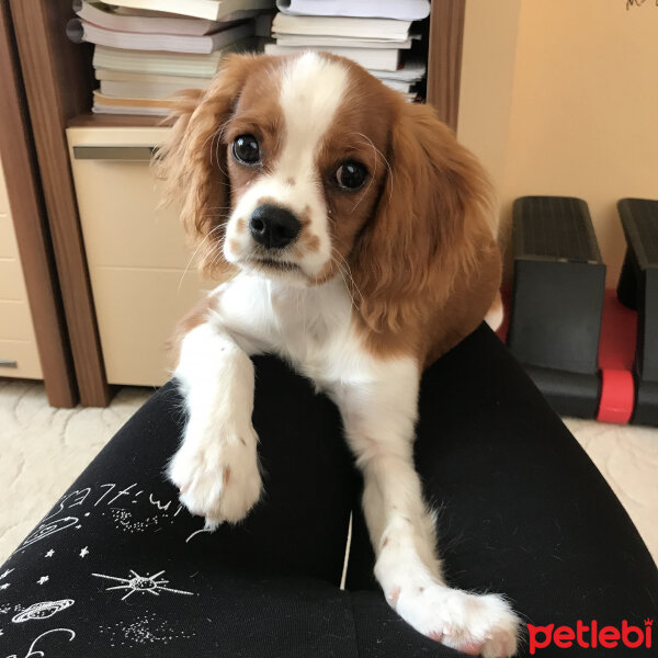 Cavalier King Charles Spanieli, Köpek  Simba fotoğrafı