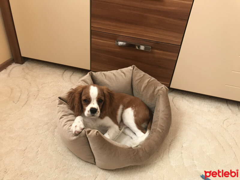 Cavalier King Charles Spanieli, Köpek  Simba fotoğrafı