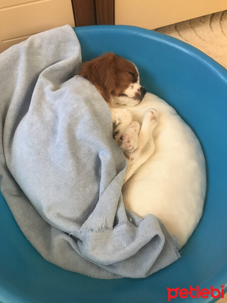 Cavalier King Charles Spanieli, Köpek  Simba fotoğrafı