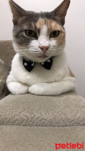 Tekir Kedi, Kedi  Pamuk fotoğrafı
