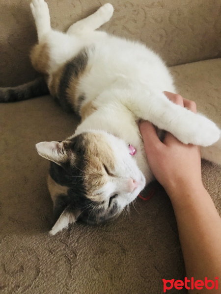 Tekir Kedi, Kedi  Pamuk fotoğrafı