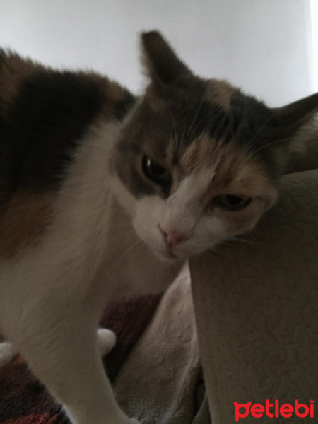 Tekir Kedi, Kedi  Pamuk fotoğrafı