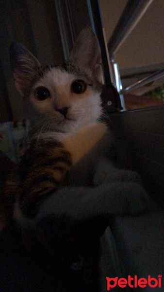Tekir Kedi, Kedi  Caillou fotoğrafı