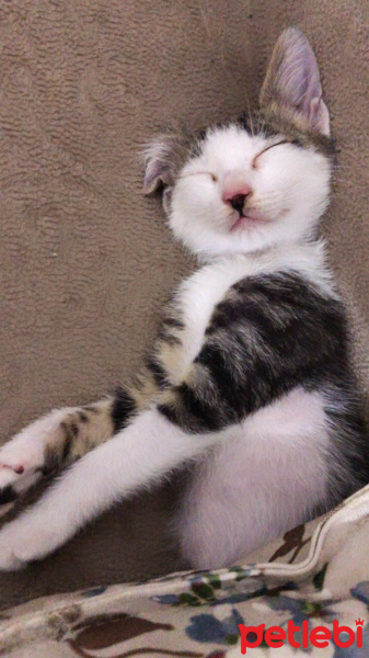 Tekir Kedi, Kedi  Caillou fotoğrafı