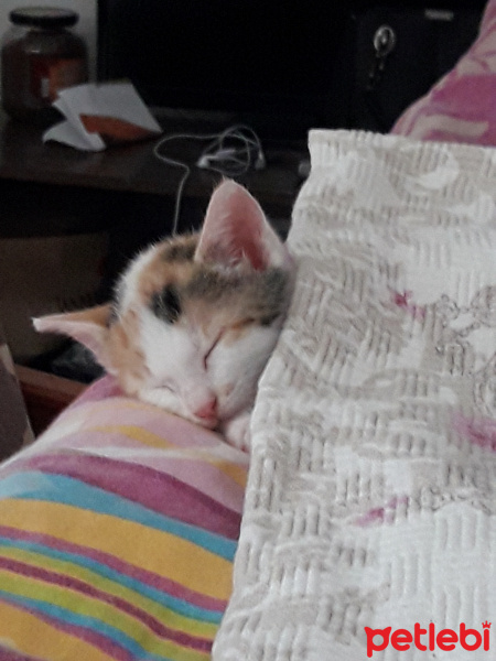 Sarman, Kedi  Sütlaç fotoğrafı