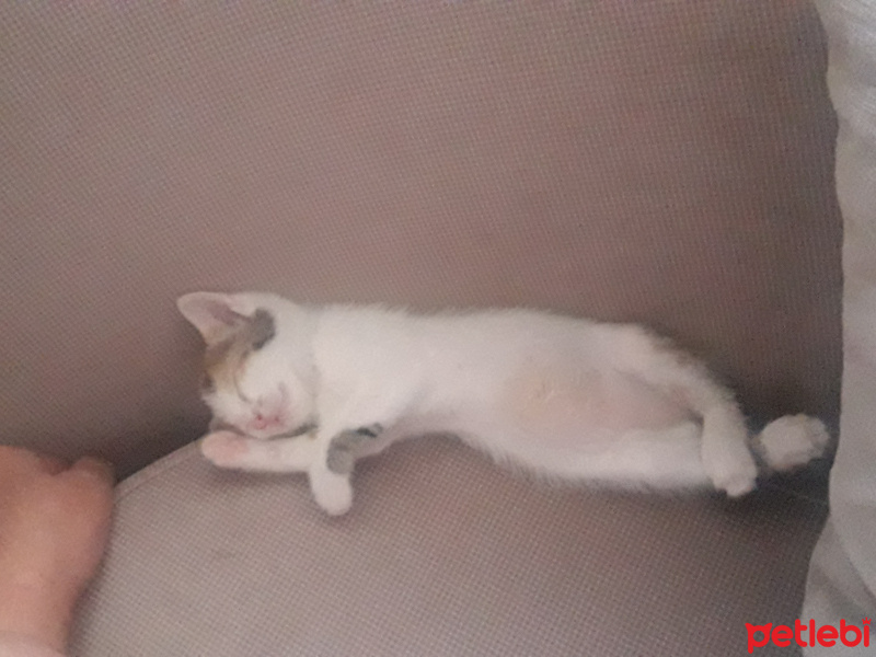 Sarman, Kedi  Sütlaç fotoğrafı