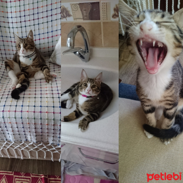 Tekir Kedi, Kedi  Nazlı fotoğrafı