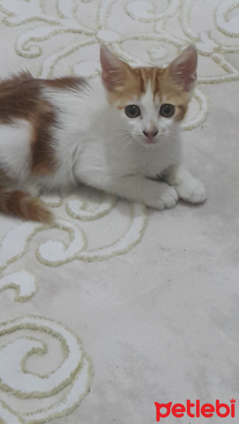 Sarman, Kedi  Karamel fotoğrafı