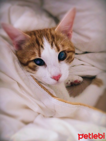 Sarman, Kedi  Chedar fotoğrafı