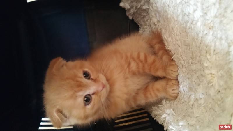 Scottish Fold, Kedi  NORİS fotoğrafı