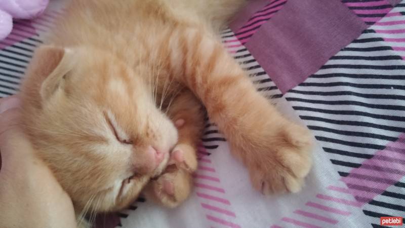 Scottish Fold, Kedi  NORİS fotoğrafı