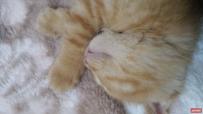 Scottish Fold, Kedi  NORİS fotoğrafı