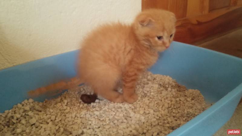 Scottish Fold, Kedi  NORİS fotoğrafı