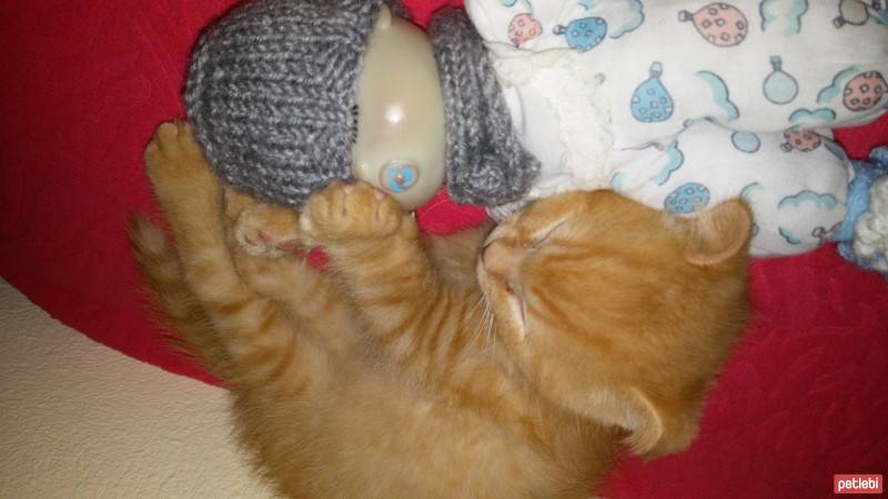 Scottish Fold, Kedi  NORİS fotoğrafı