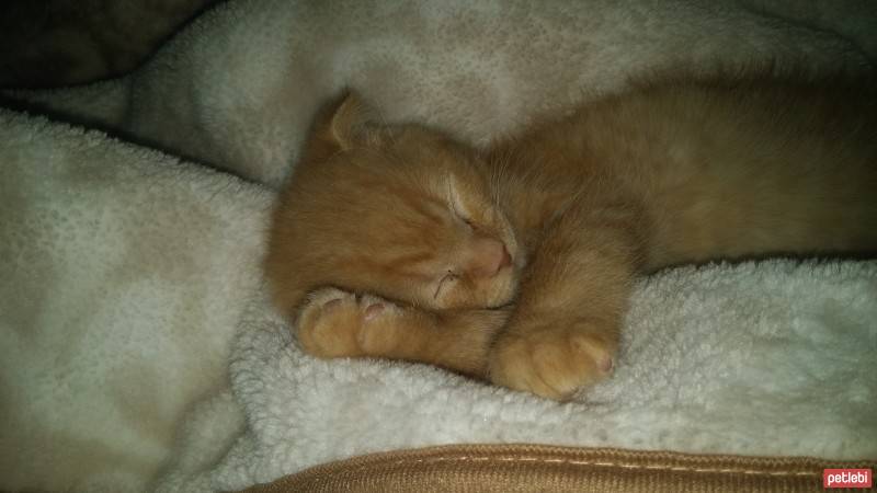 Scottish Fold, Kedi  NORİS fotoğrafı