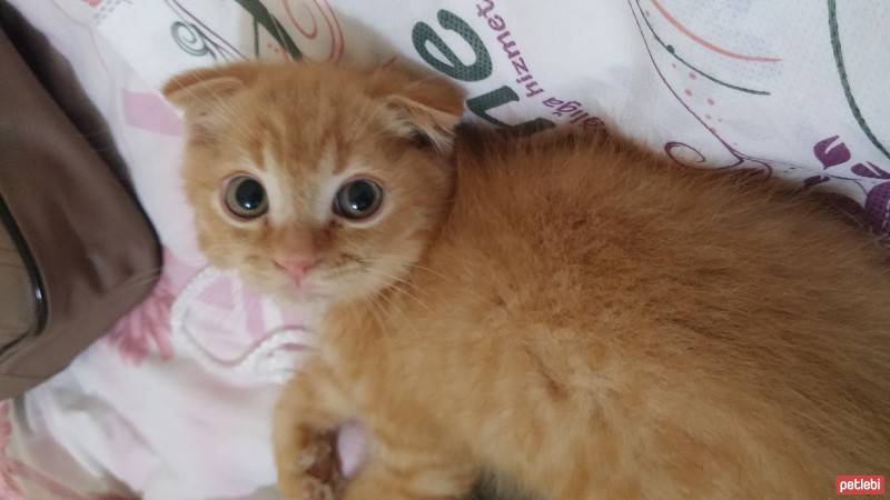 Scottish Fold, Kedi  NORİS fotoğrafı