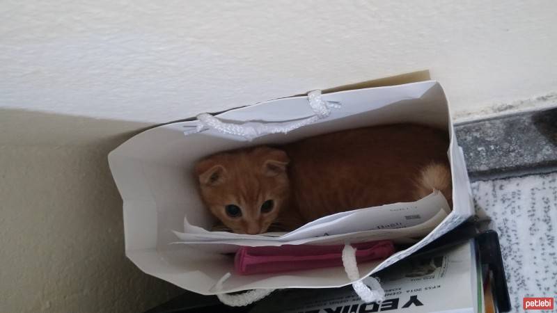 Scottish Fold, Kedi  NORİS fotoğrafı