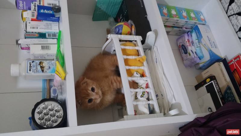 Scottish Fold, Kedi  NORİS fotoğrafı