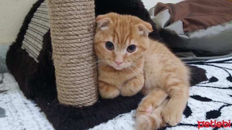 Scottish Fold, Kedi  NORİS fotoğrafı