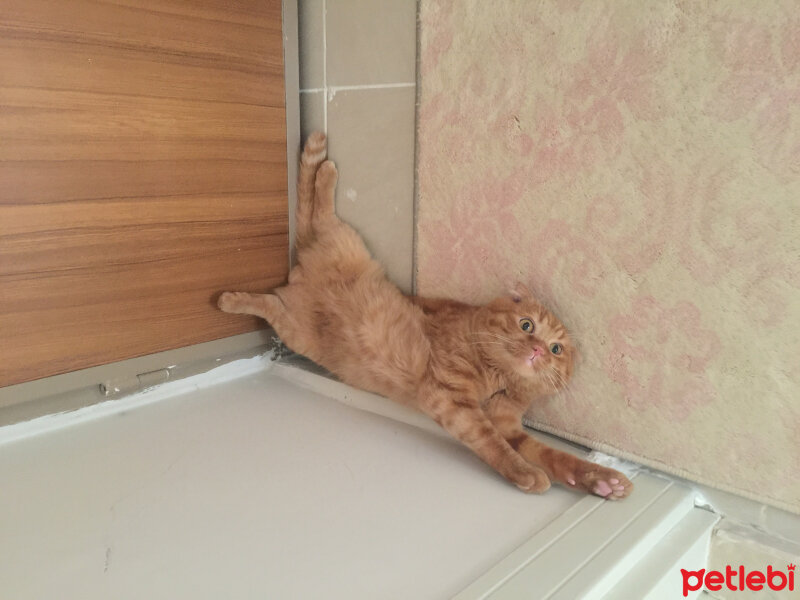 Scottish Fold, Kedi  NORİS fotoğrafı